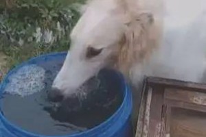 苏俄猎狼犬优雅喝水，然而另一只狗狗，也太搞笑了吧