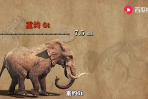 大象出现逆向进化？西瓜视频带你探索史前大象的进化史